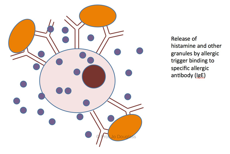 Histamine release - Melbourne Allergy