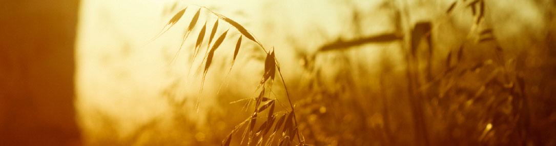 Allergy Specialist Melbourne